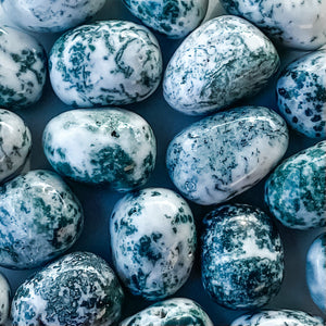 S1745 Tree Agate crystal tumble tumbled tumbles stone 3cm australia. Buy tree agate crystal stones sydney australia. gemrox sydney 1